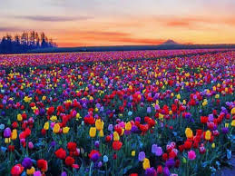 ÇUMRA LALE TARLARI FESTİVALİ TURU